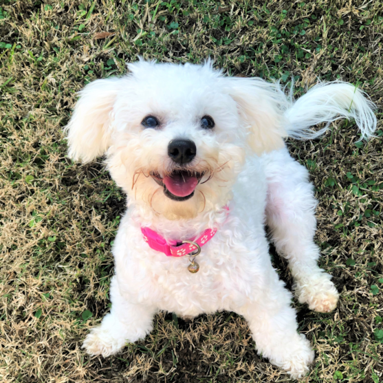 toy maltese dog with short hair sitting in the grass